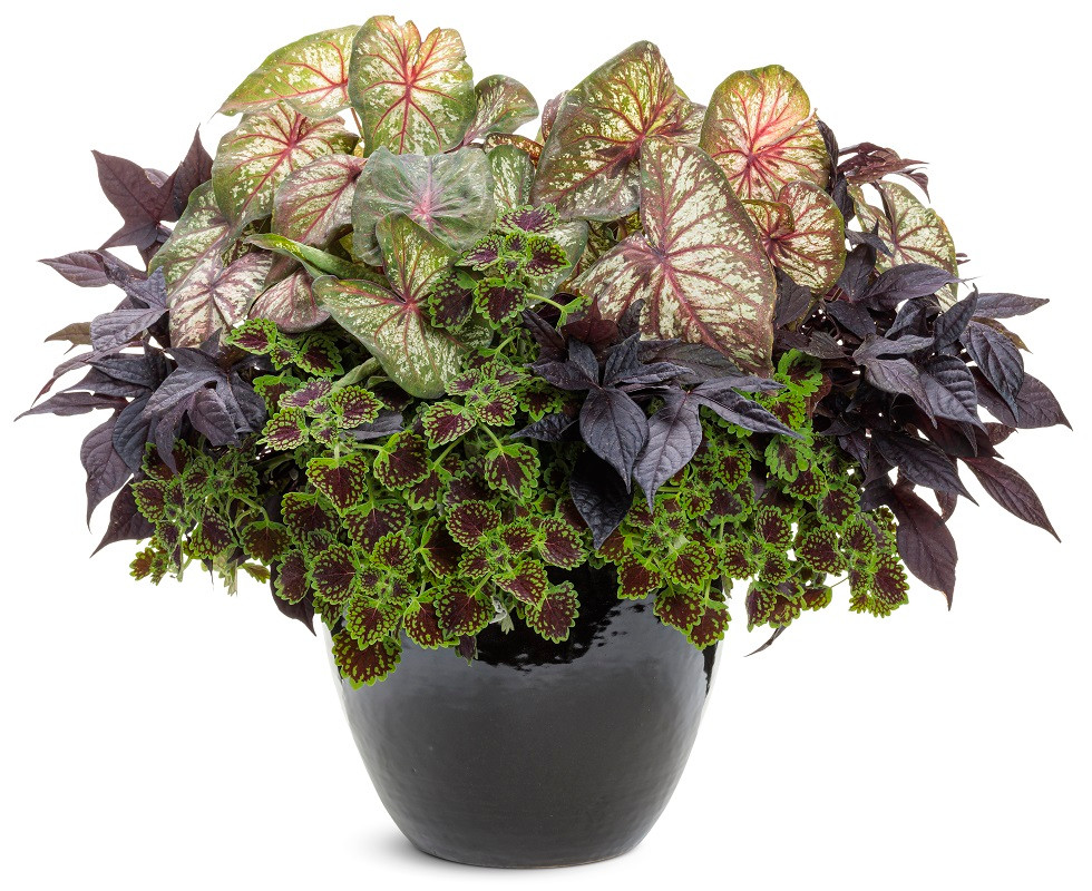 buy bougainvillea plant Purple Bougainvillea Tree