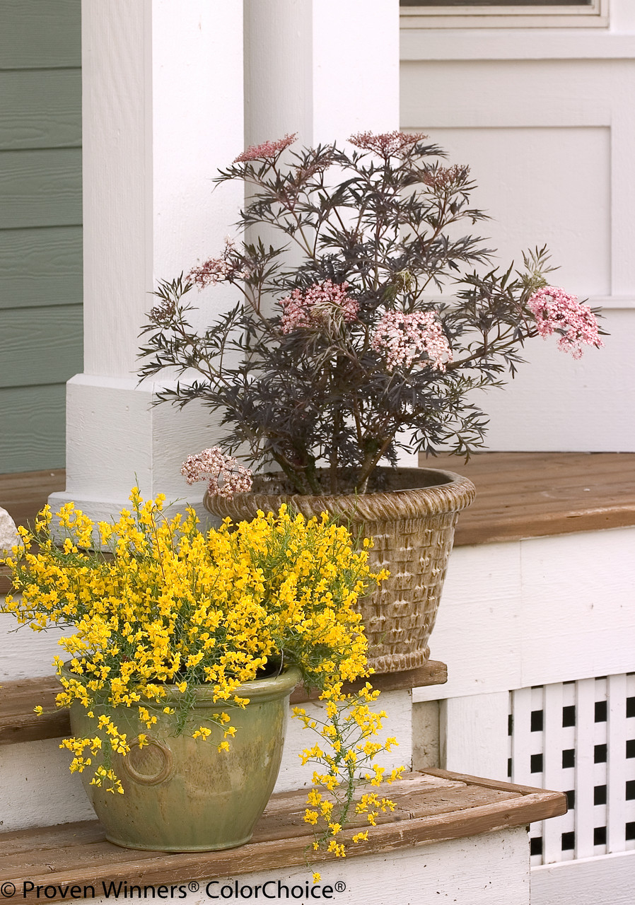 autograph plants Autograph Tree Seeds  Clusia Rosea Major  Seed World