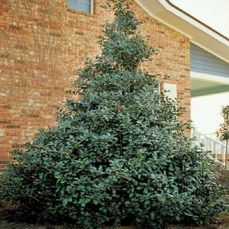 Oakland Holly Plant Addicts