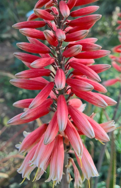Safari Rose Aloe
