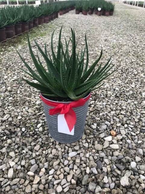 agave pflanze Agave tequilana