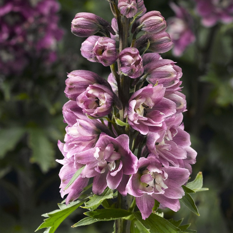 DELPHINA™ Rose White Bee Larkspur | Plant Addicts