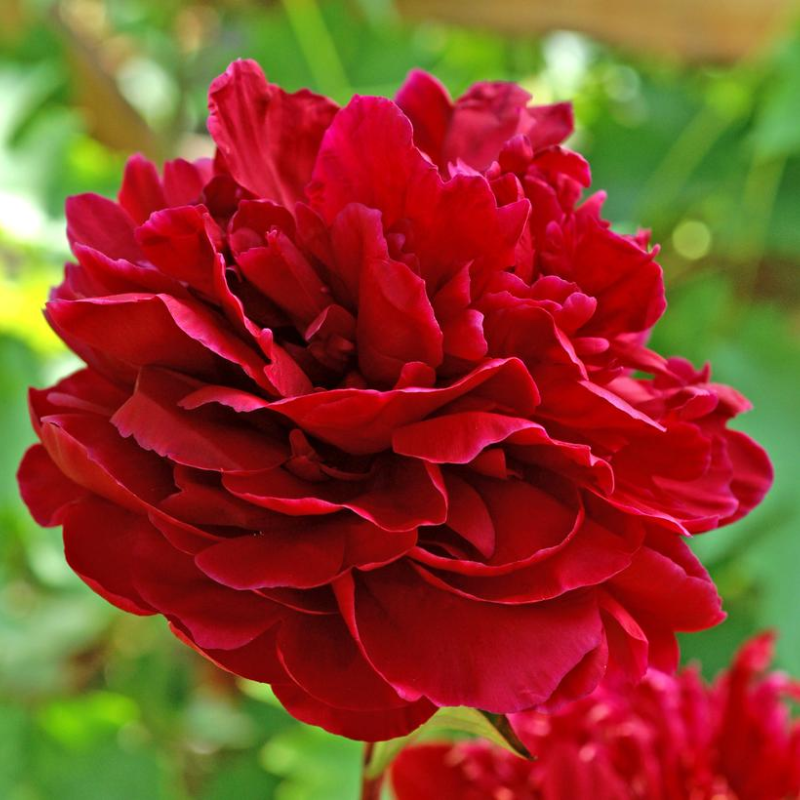 Red Sarah Bernhardt Peony | Plant Addicts