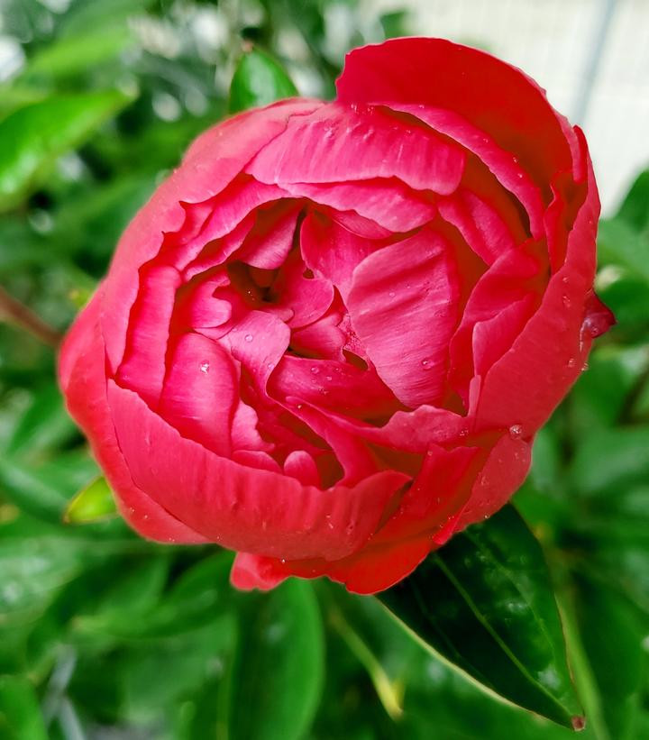 Red Sarah Bernhardt Peony | Plant Addicts