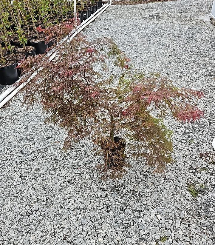 Inaba Shidare Weeping Japanese Maple | Plant Addicts