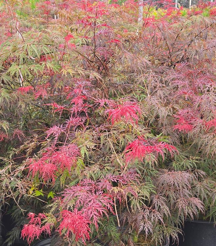 Inaba Shidare Weeping Japanese Maple | Plant Addicts