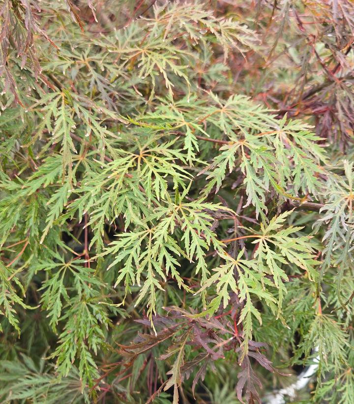 Inaba Shidare Weeping Japanese Maple | Plant Addicts