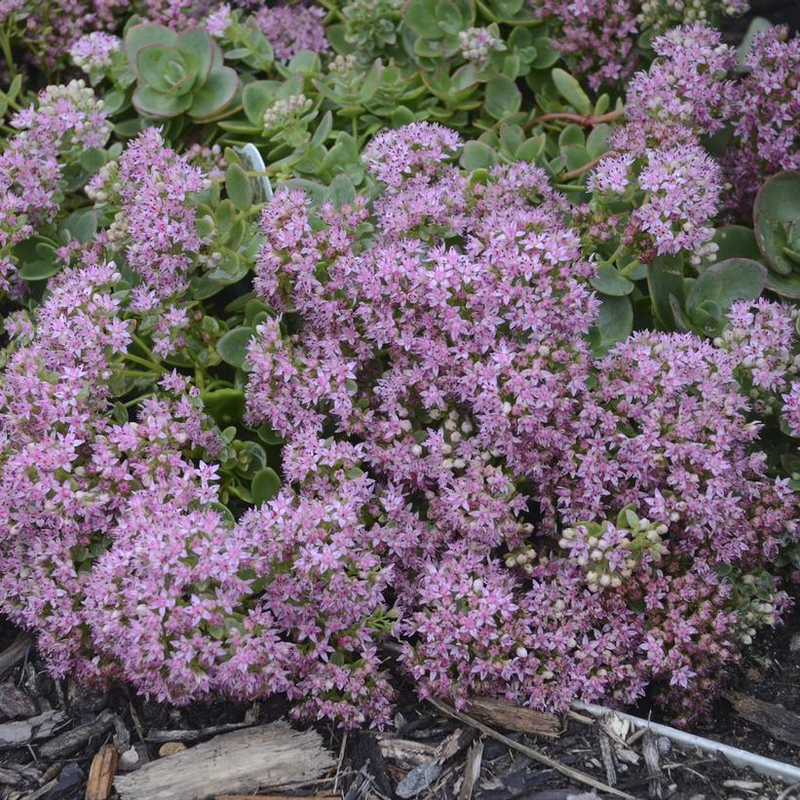 Sunsparkler® Lime Zinger Stonecrop Sedum | Plant Addicts