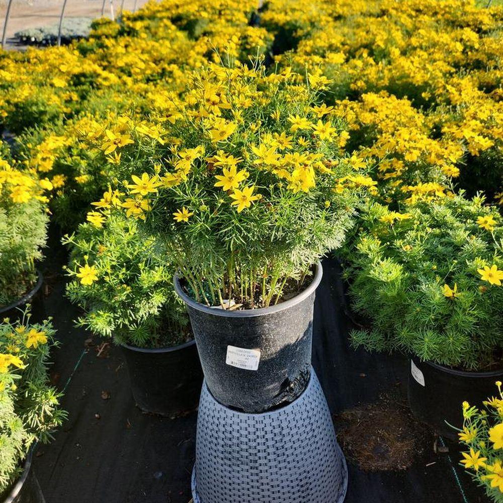 Zagreb Tickseed | Plant Addicts