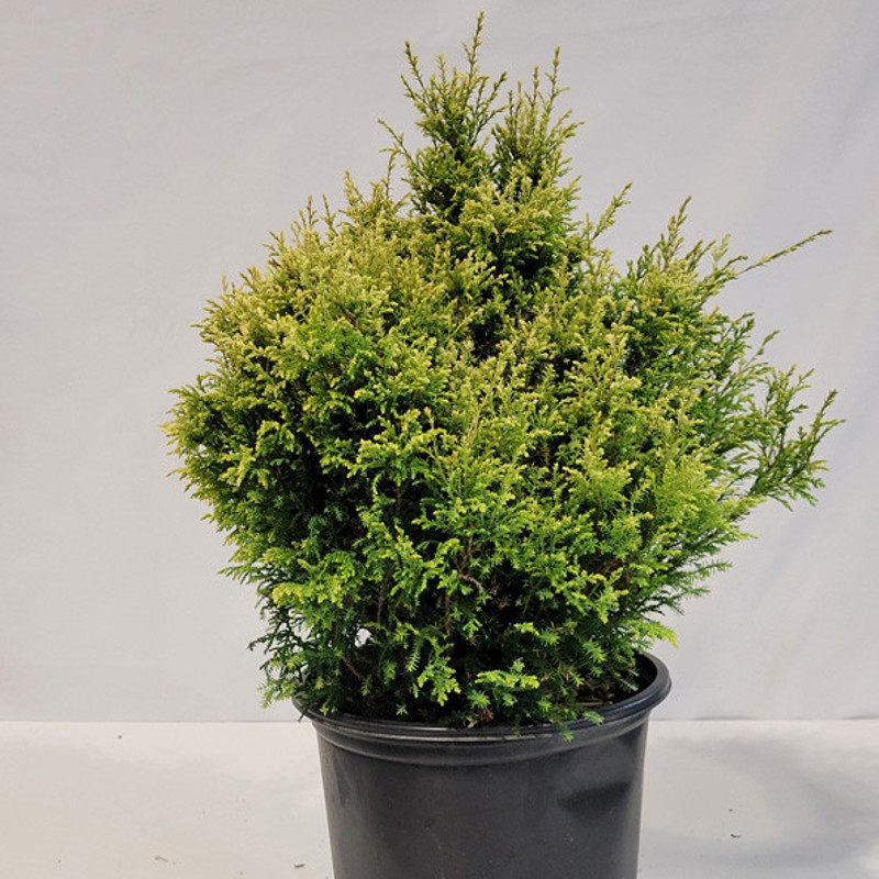 シャムタビー✨ Cream Ball Japanese False Cypress | Plant Addicts