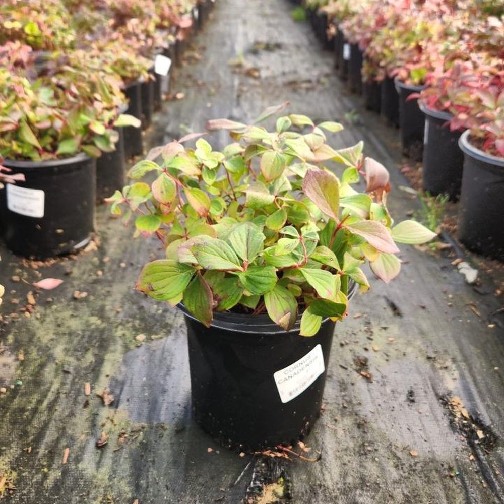 soft caress mahonia plant Mahonia eurybracteata 'Soft Caress' PP20183 – Loen Nursery, Inc