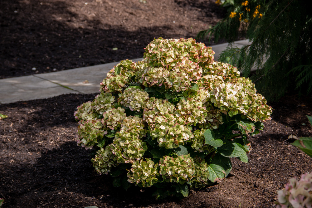 Tilt A Swirl™ Hydrangea Plant Addicts