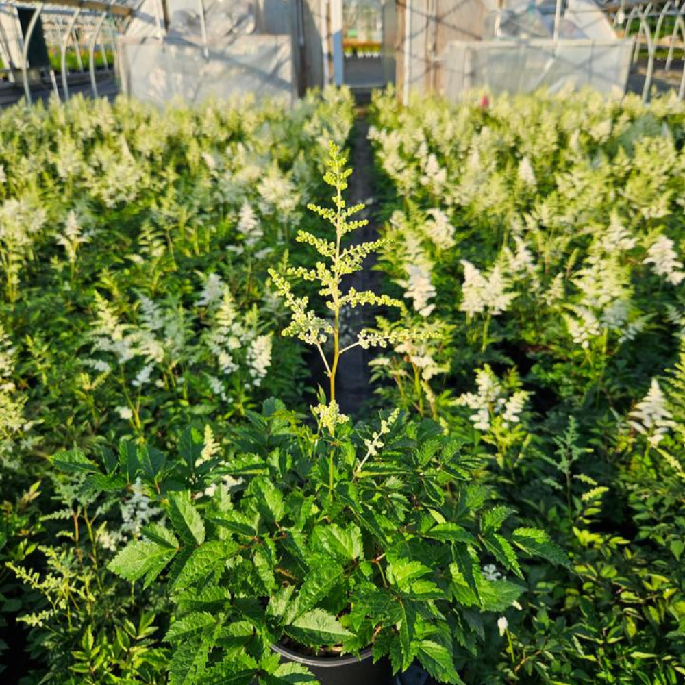 Deutschland Astilbe