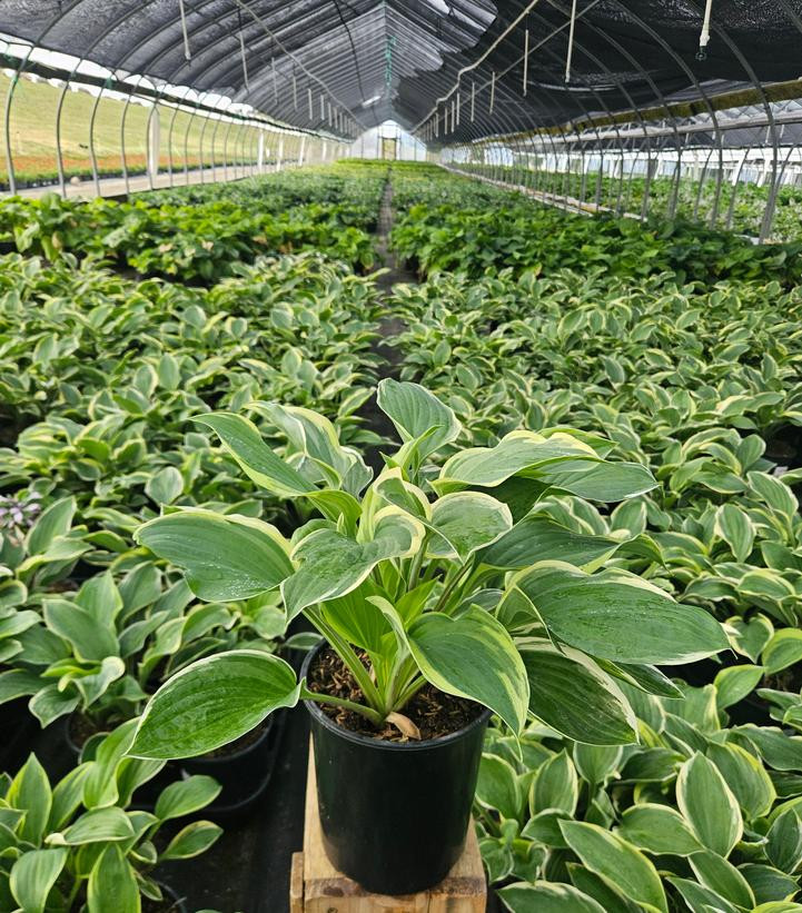 tobacco road hosta Uncommon variety known for its impressive size and vibrant color Tambourine Hosta, 1-Gallon