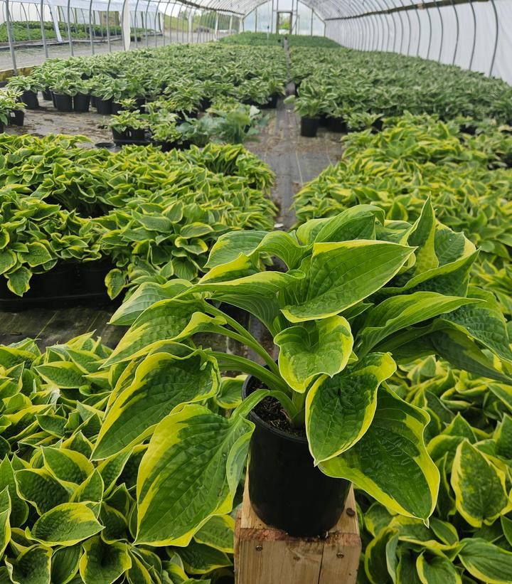 ash plant Green Ash Tree – Sammy's Plant World