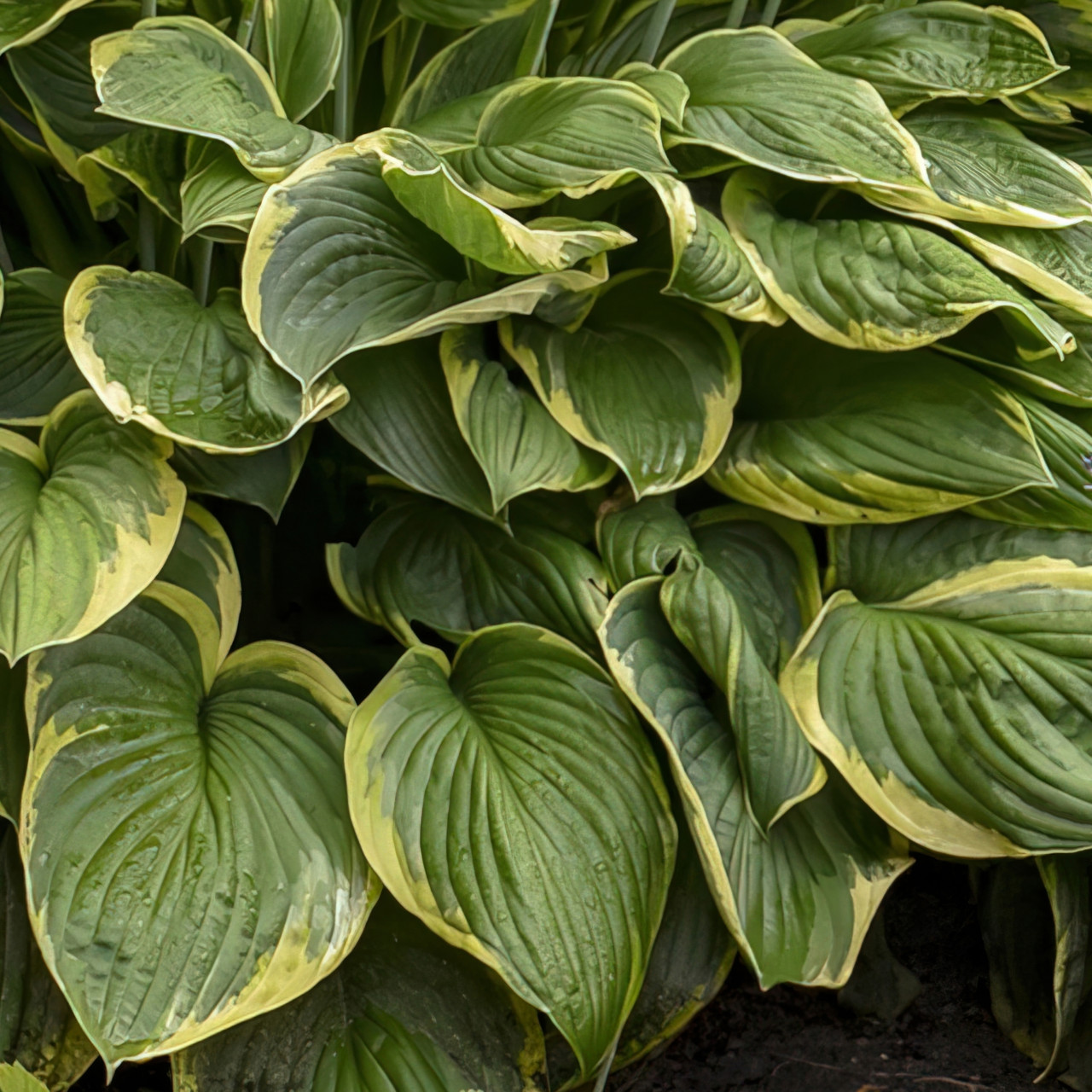 philodendron herzblatt Philodendron hederaceum var. oxycardium  Foliage Factory