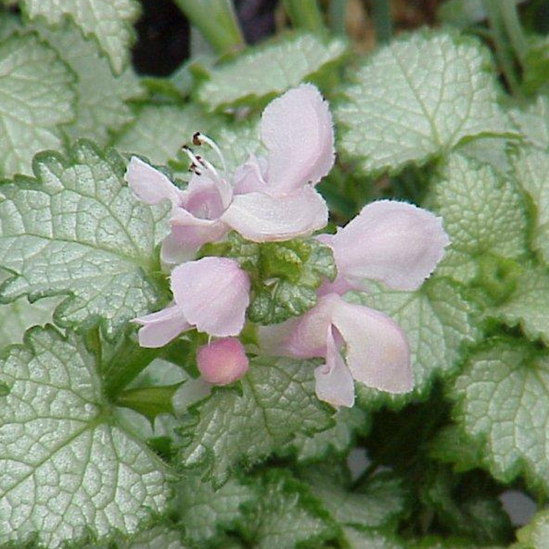 Pink Pewter Spotted Dead Nettle | Lamium | Plant Addicts