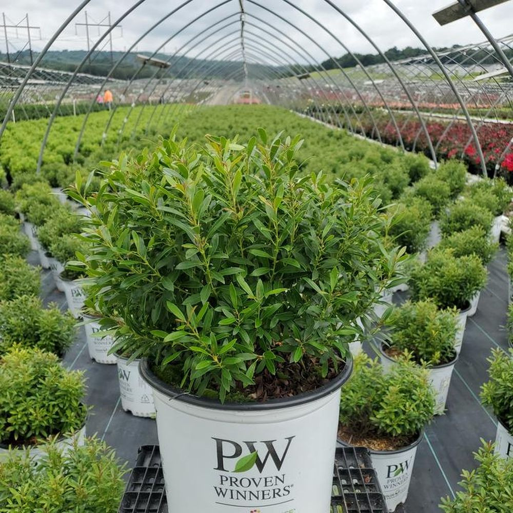 Gem_Box_Inkberry_Holly_Crops_G