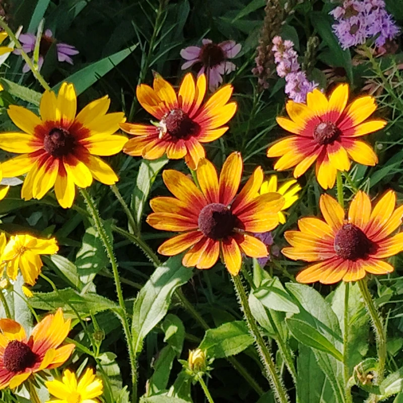 Prairie Glow Brown-Eyed Susan | Plant Addicts
