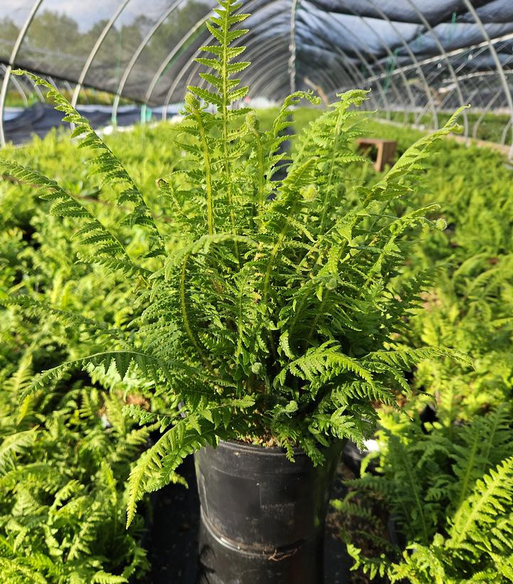 ニャース 福ねつけ Japanese Beech Fern | Plant Addicts