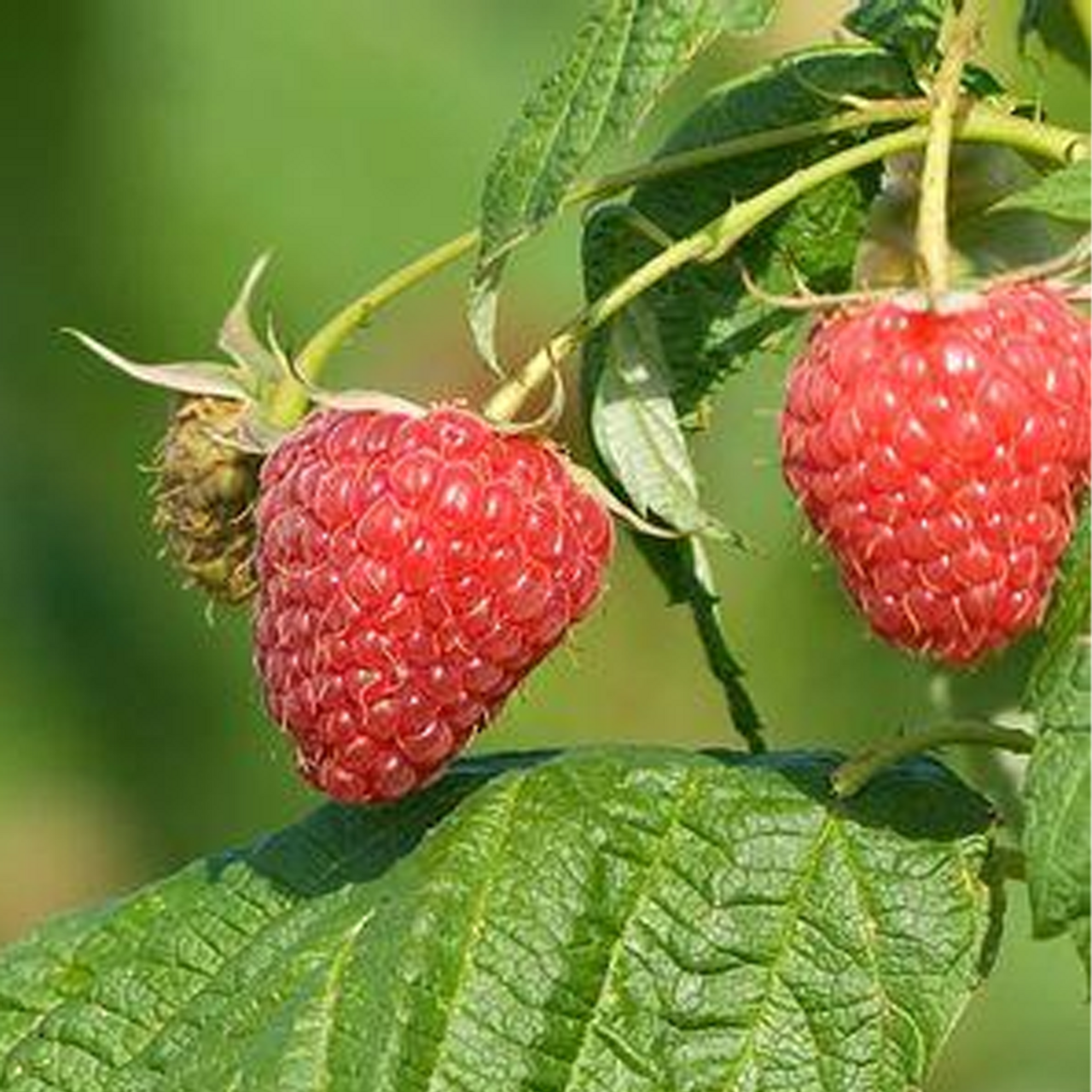 Heritage Red Raspberry Plant Addicts