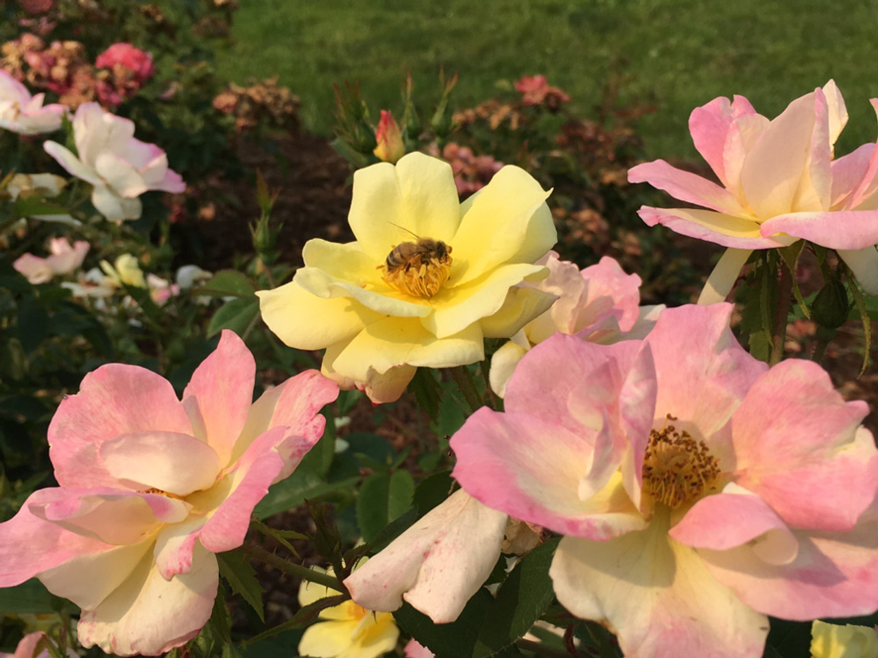 Peach Lemonade® Rose Plant Addicts