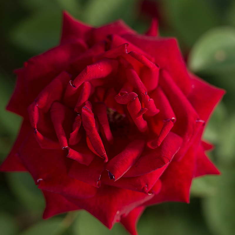 Sweet Drift® Rose | Plant Addicts