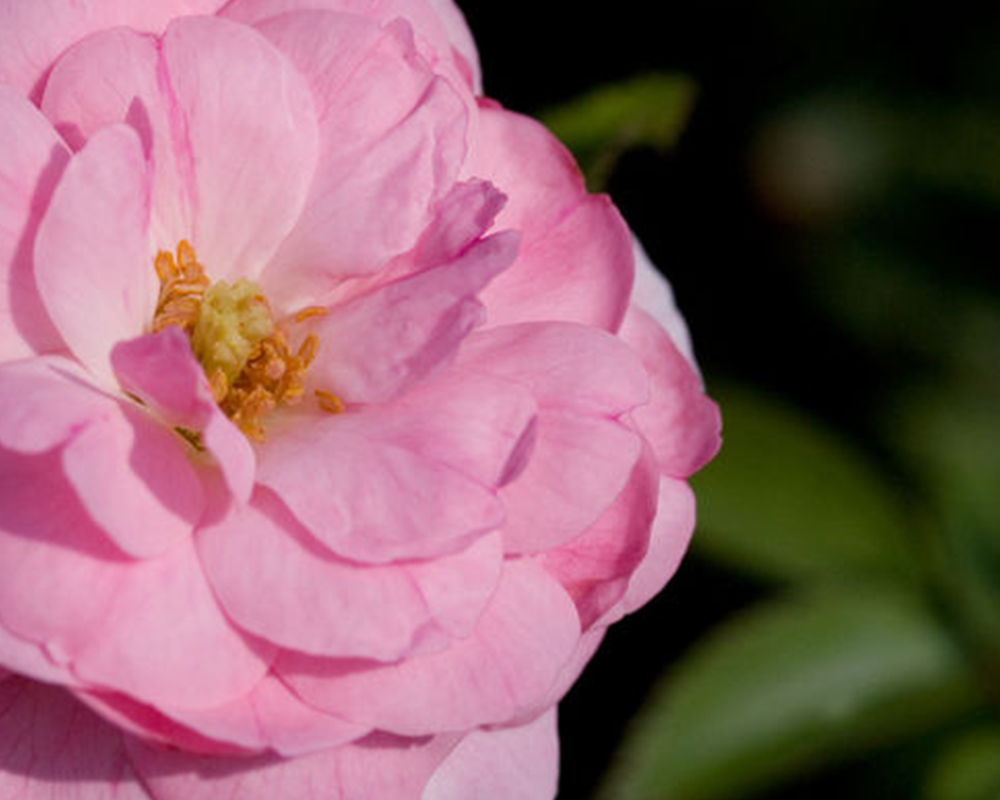 Easy Elegance® Pinktopia Rose | Plant Addicts