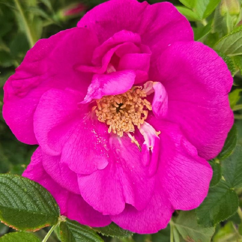 ロラライハリス❤️rose Lotty's Love™ Rose | Plant Addicts