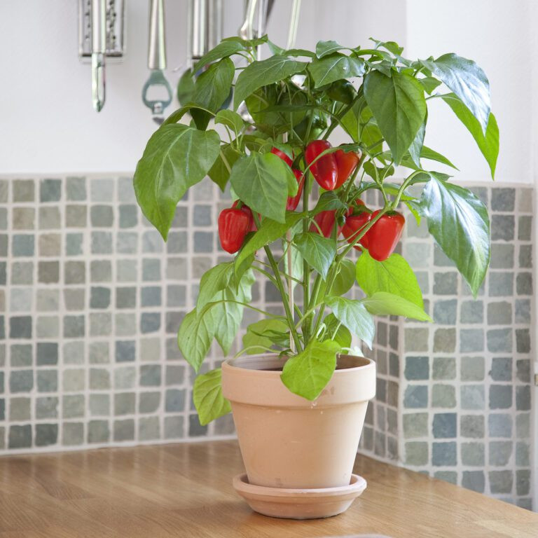 10 karat aglaonema Aglaonema Ten Karat – PKP Garden main image 0