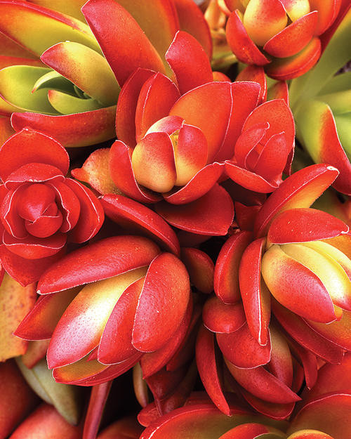 Campfire Crassula For Sale | | Red Pagoda | Plant Addicts