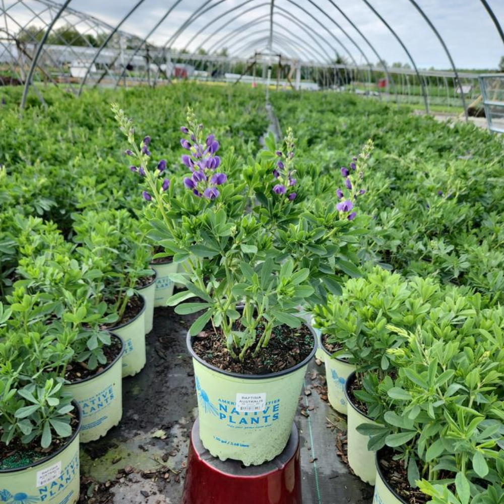 indoor plant fertilizer Nelson Indoor Plants Food 18-4-8