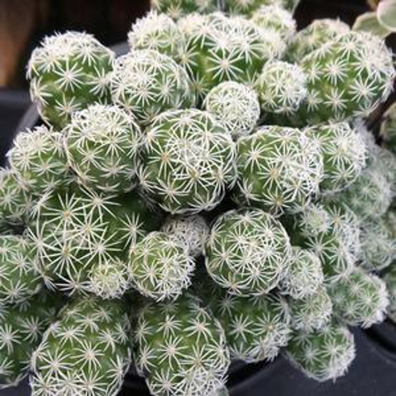 Thimble Cactus