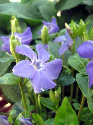 Bowles Periwinkle | Plant Addicts