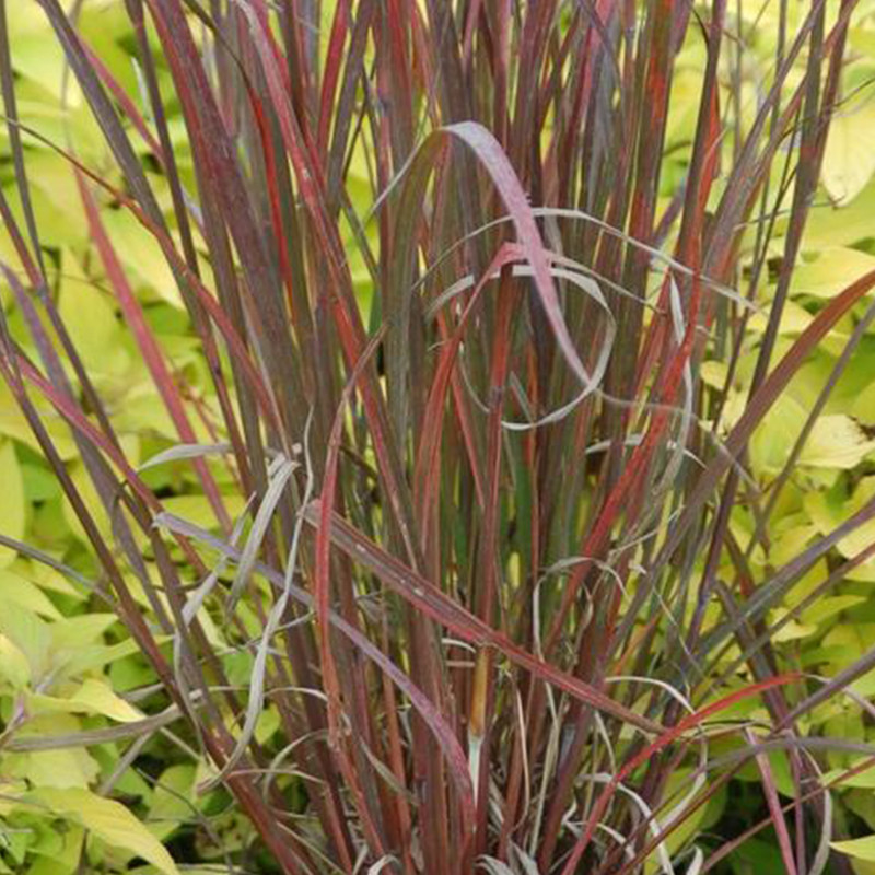 Smoke Signal Little Bluestem Grass Plant Addicts smoke-signal-little-bluestem-grass-plant-addicts