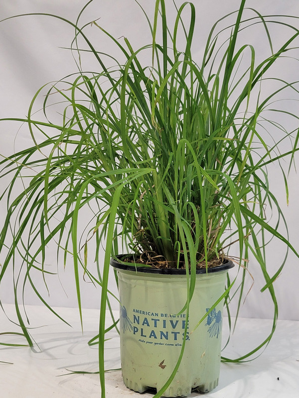 Broomsedge Grass | Plant Addicts