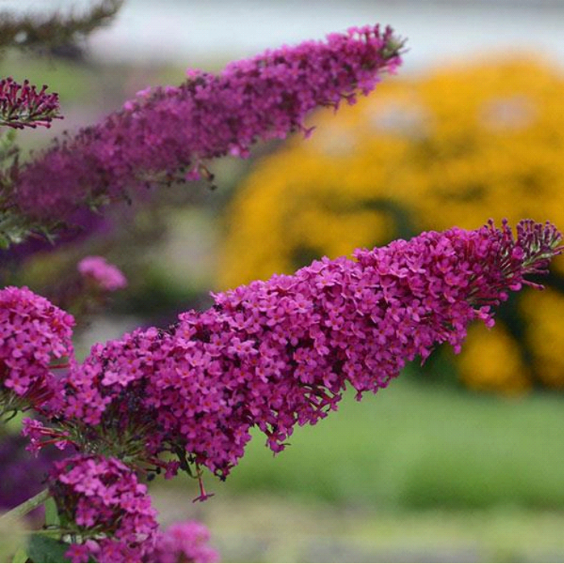 Monarch® Dark Dynasty Butterfly Bush Plant Addicts
