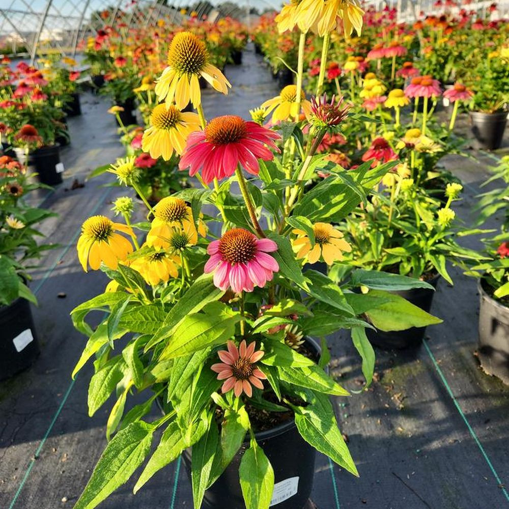 Cheyenne Spirit Coneflower | Plant Addicts