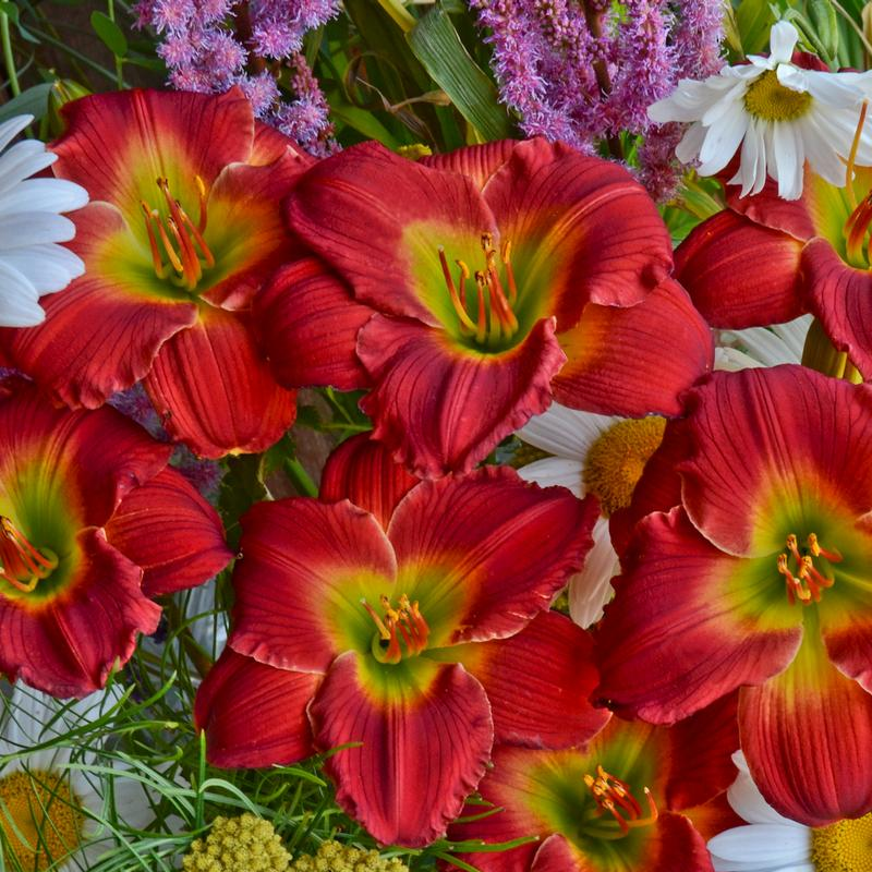【Lily様】専用・赤360g×2袋≪フォロー＆リピート割特価≫ Red Hot Returns Daylily | Plant Addicts