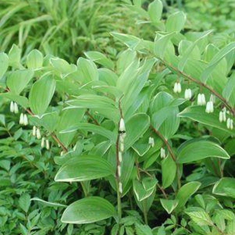 Variegated Solomon's Seal Plant Addicts