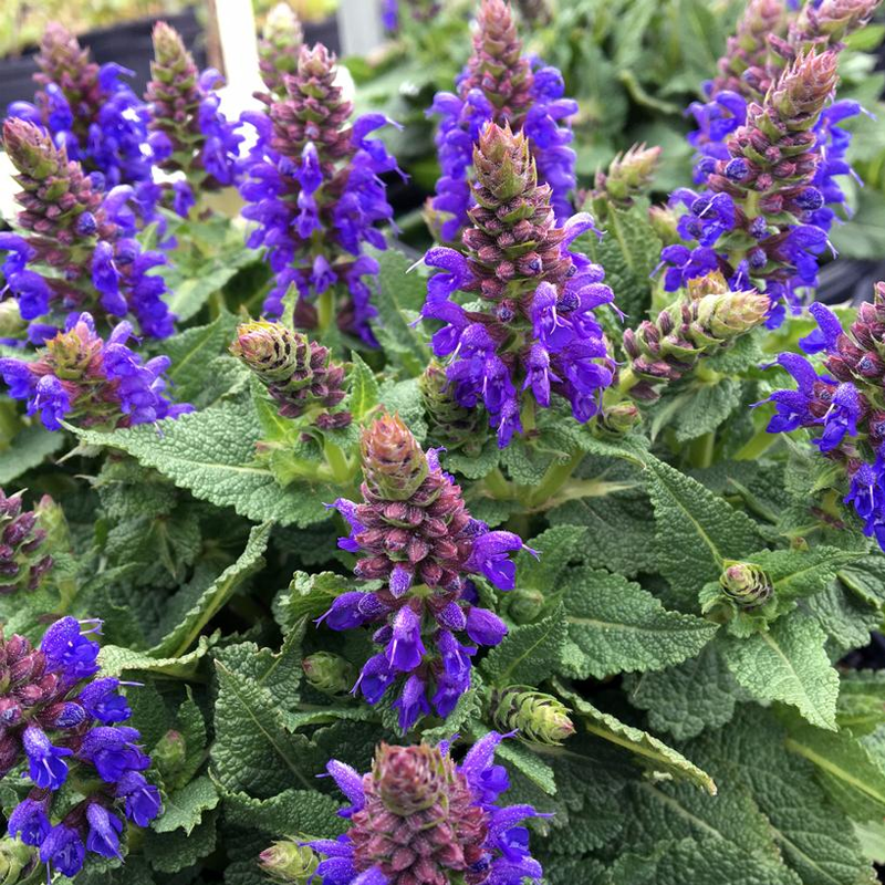 corkscrew plant Curly Rush  Green Acres Nursery & Supply