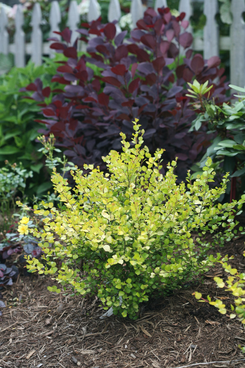 Cesky Gold® Dwarf Birch | Plant Addicts
