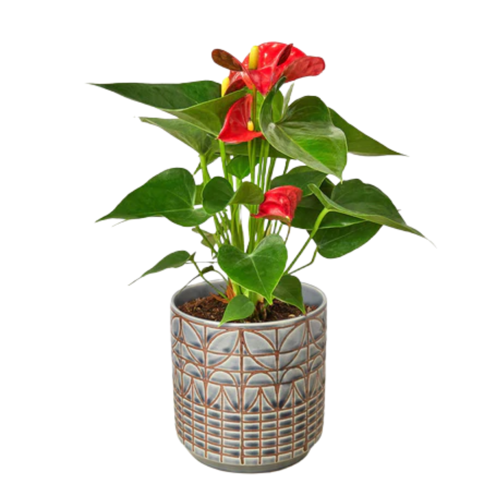 Red Anthurium Live Plant, 4" Pot