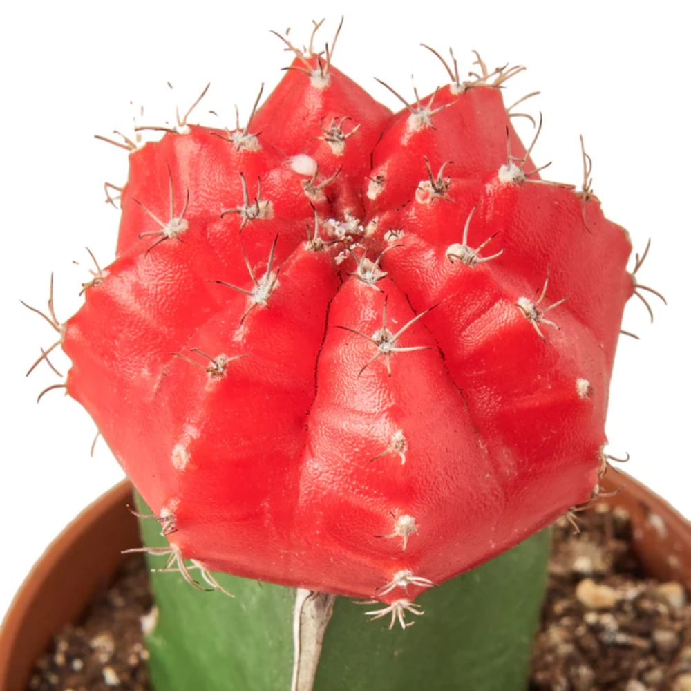 Red Cap Cactus | Plant Addicts