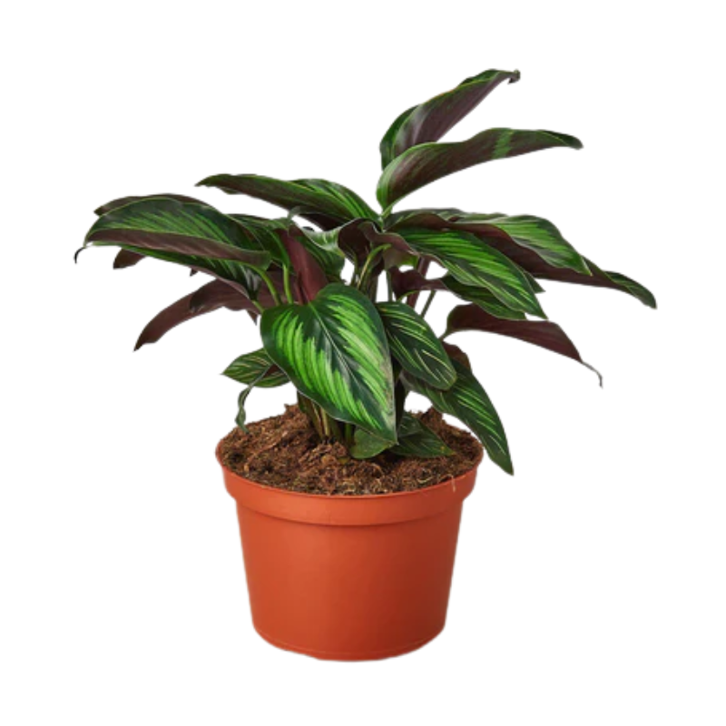 Beauty Star Calathea | Plant Addicts