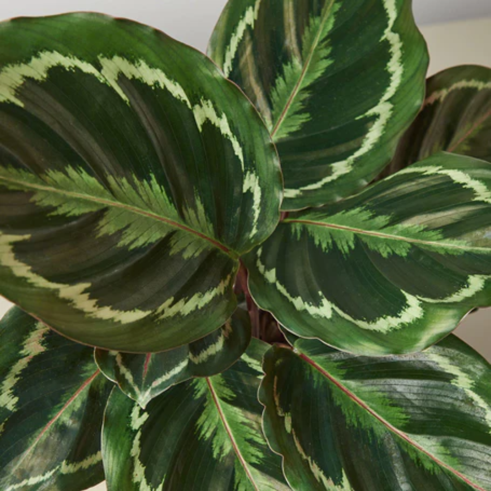 best soil mix for philodendron Gardenera Philodendron Potting Mix main image 0