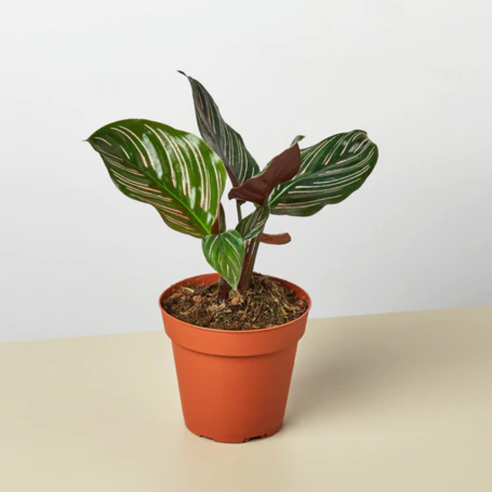 Ornata Calathea | Plant Addicts