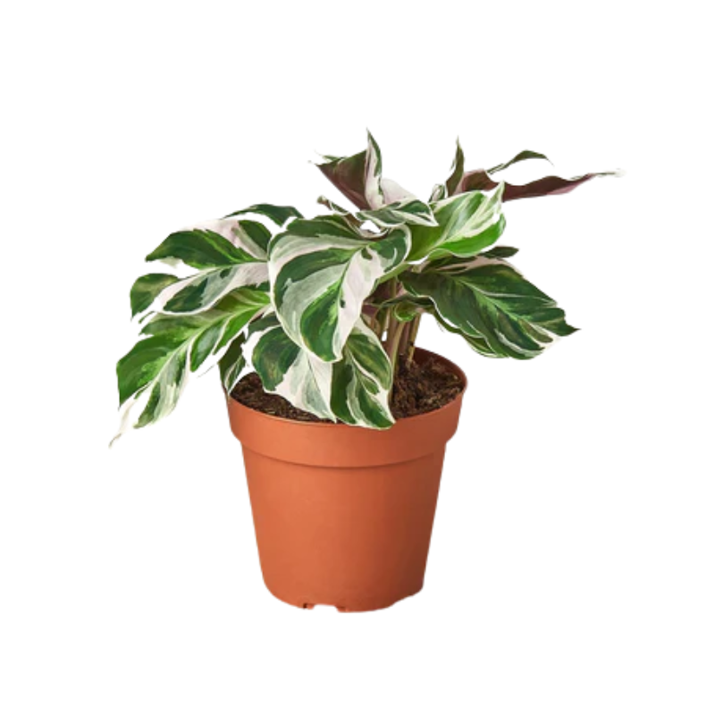 White Fusion Calathea