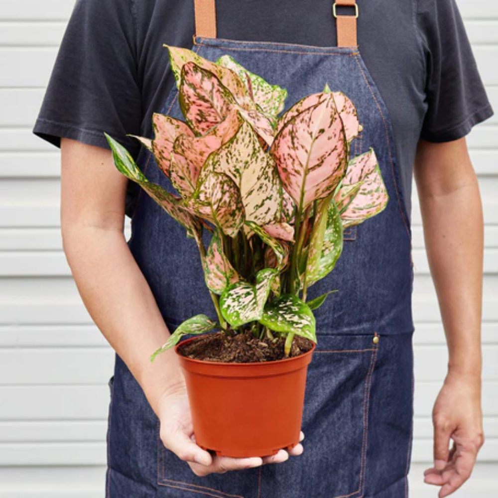 Aglaonema Lady Valentine 6 IN