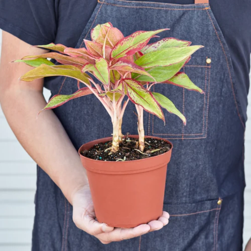 Chinese Evergreen 'Red Siam' 6" Pot